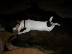 Nasz pierwszy Jack